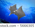 Manta 5666305