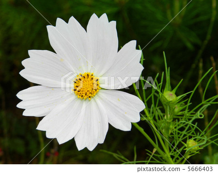 Cosmos (fall cherry) 5666403