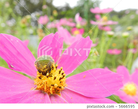 宇宙和核心ohanamuguri 5666595