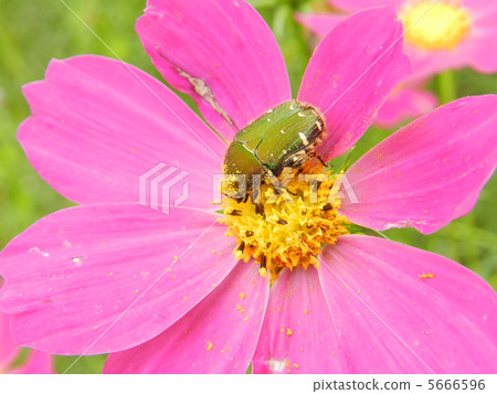 宇宙和核心ohanamuguri 宇宙和核心ohanamuguri 5666596