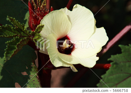 Red okra flower Red okra flower 5666758