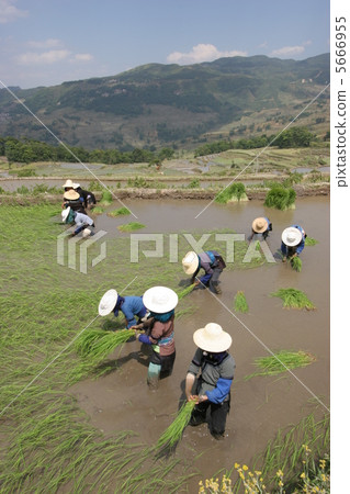 Rice planting 5666955