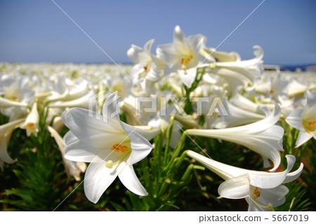 easter lily 5667019