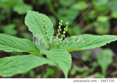 Phthalis sika 5667156