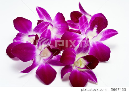 Flower in the field 5667433