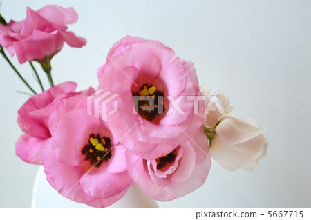 Pink Turkey Powder 5667715