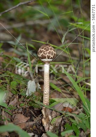 Karakasatake Karakasatake 5667731