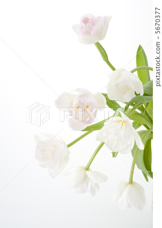 粉紅色的鬱金香 5670377