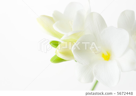 White freesia 5672448