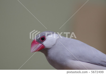 Fawn babe's sweet face Fawn babe's sweet face 5672499