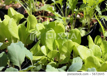 Salad dressing seedlings 5672645