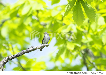 灰鶲 灰鶲 5672752