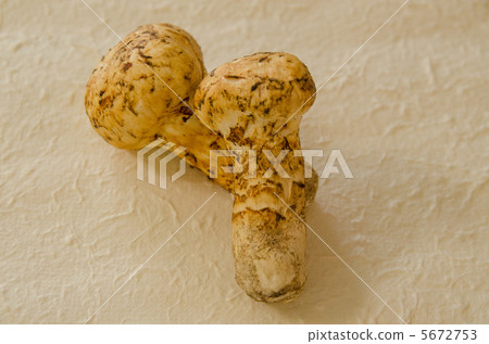 松茸 松茸 5672753