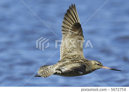 Flying fish Flying fish 5672758