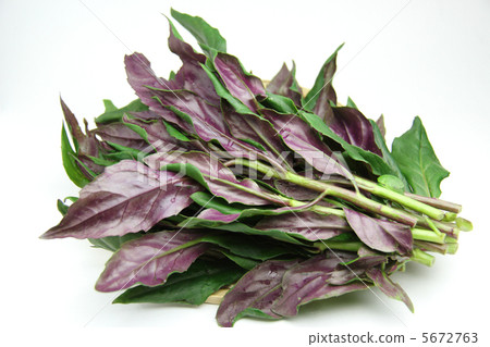 加賀蔬菜的 Gynura 雙色 加賀蔬菜的 Gynura 雙色 5672763