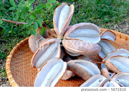 Harvested Akebi 5672810