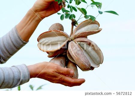 A huge huge Akebi 5672812