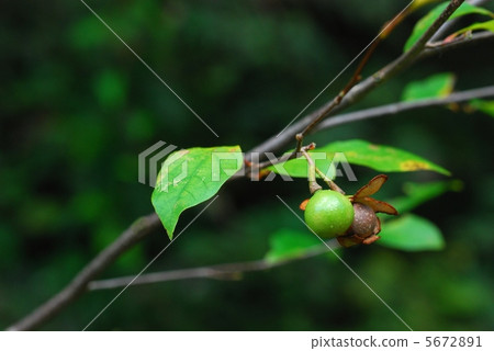 Abra Chan Fruit 5672891