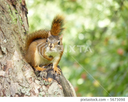 America Akaris America Akaris 5673098