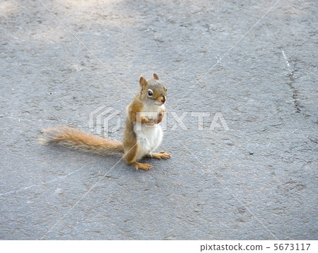 美國Akaris 5673117