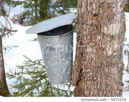 製作楓糖漿 製作楓糖漿 5673150