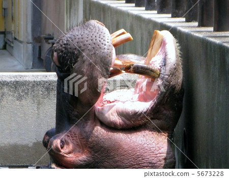 Hippopotamus Hippopotamus 5673228