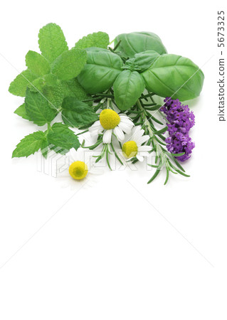 Various herbs Various herbs 5673325