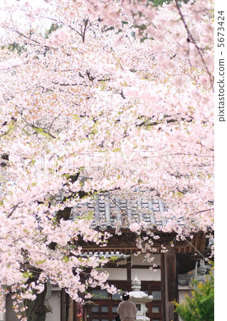 Spring's Coral Temple 5673424