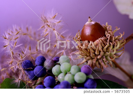 Acne acorn and mountain grapes and rice 5673505