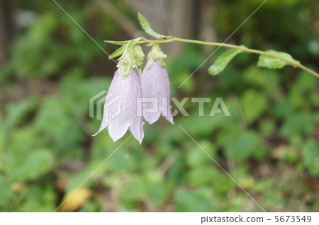 螢火蟲刷 5673549