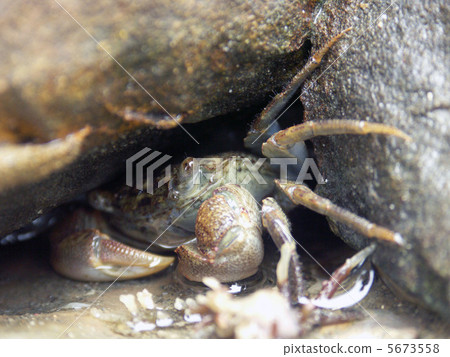 Crab sea rock up 5673558