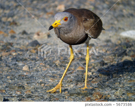 科力野鳥觀鳥 科力野鳥觀鳥 5673586