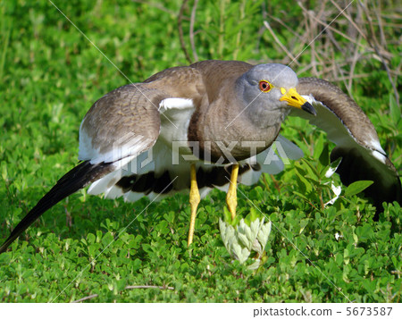科力野鳥觀鳥 科力野鳥觀鳥 5673587