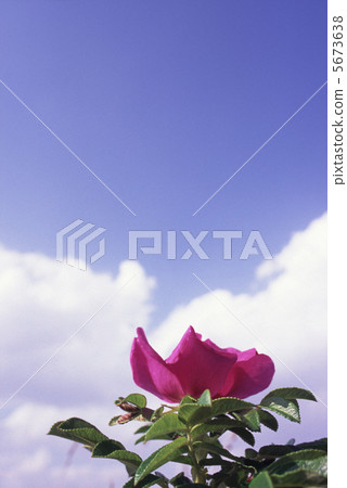 Blooming toward the sky 5673638