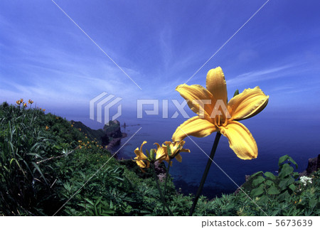 盛開在海角 5673639