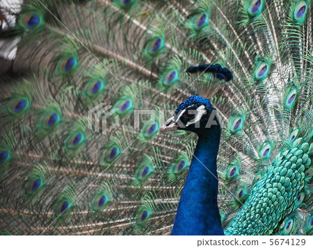 孔雀的臉 5674129