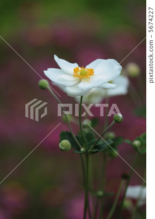 White Shumayigiku White Shumayigiku 5674227