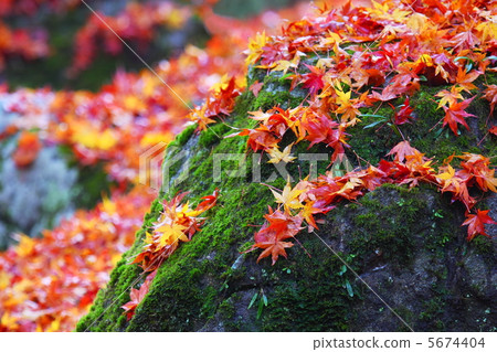 Leaves of maple Leaves of maple 5674404