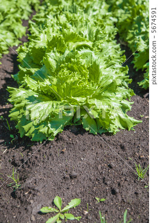 Highland vegetables lettuce of Shinshu 5674591