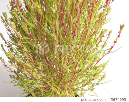 Kokia (aka Hokigo, Horakisa) Kokia (aka Hokigo, Horakisa) 5674695