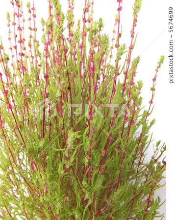 Kokia (aka Hokigo, Horakisa) Kokia (aka Hokigo, Horakisa) 5674699