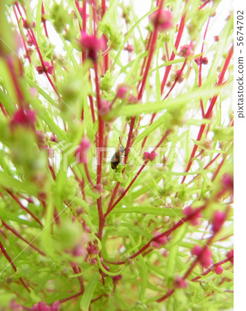 Insects that stick to branches of Kokia 5674702