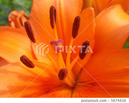 Mountain Yuri no Sato 5674816