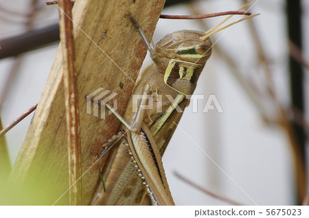 巴坦加粳稻 巴坦加粳稻 5675023