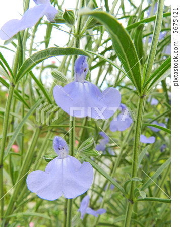 Salvia Azurea 5675421