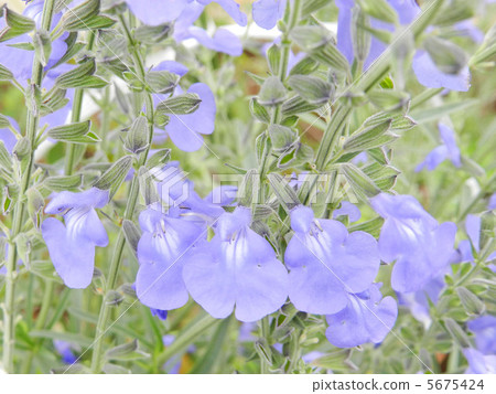 Salvia Azurea Salvia Azurea 5675424