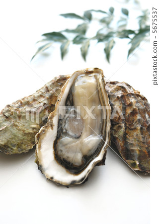 牡蠣 5675537