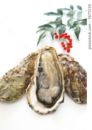 Oyster Oyster 5675538