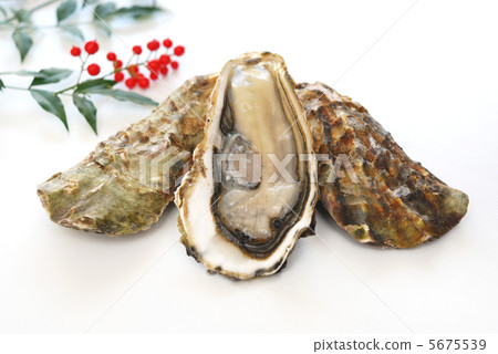 Oyster Oyster 5675539