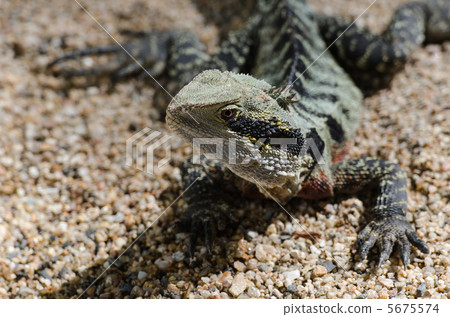Boyd Dragon 5675574